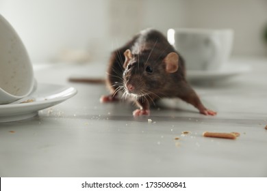 Rat near dirty dishes on table indoors. Pest control