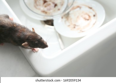 Rat Near Kitchen Sink With Dirty Dishes. Pest Control