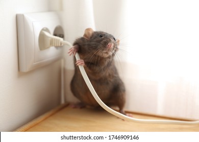 Rat Near Power Socket Indoors. Pest Control