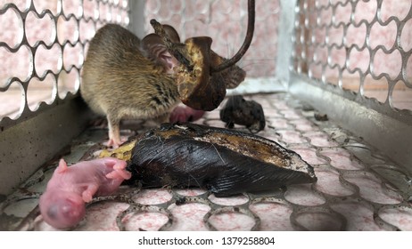 Rat Newborn Baby Mouse Babies Rats Stock Photo 1379258804 | Shutterstock