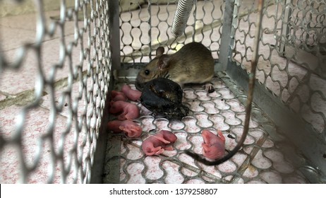 Rat Newborn Baby Mouse Babies Rats Stock Photo 1379258807 | Shutterstock