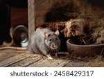 Rat in an old wooden barn with hay.