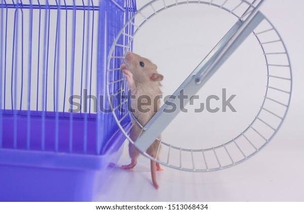 rat cage on wheels