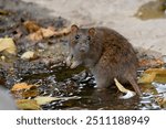 A rat on the side of a pond