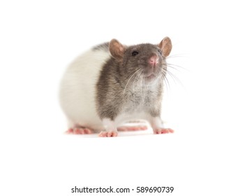 78,994 Rats Isolated Images, Stock Photos & Vectors | Shutterstock