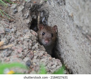 A Rat Peeks Out Of A Crack In A Concrete Slab