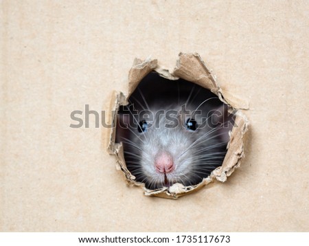 rat peeps out of a hole in a box