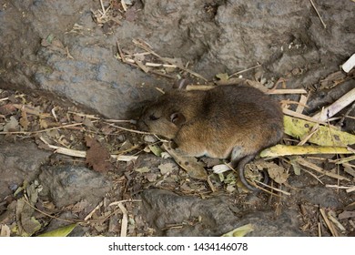 A Rat Poses For A Quick Photo Before Running Away.