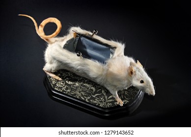 Rat Purse Taxidermy