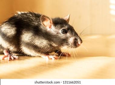 Rat rodent fur pest