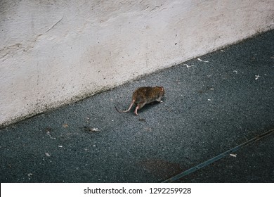 Rat Is Running Away On Street Alley