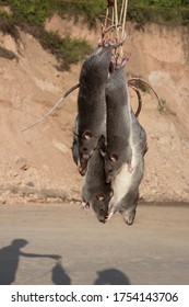 Rat For Sale At Wet Market, Dimapur, Nagaland, India