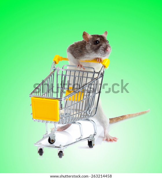 Rat with shopping cart  on green\
background. concept for pet shop. rat with a\
basket
