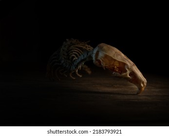 Rat Skeleton On A Black Background