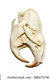 Rat Skull 1