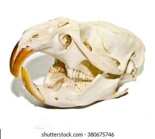 Rat Skull 3