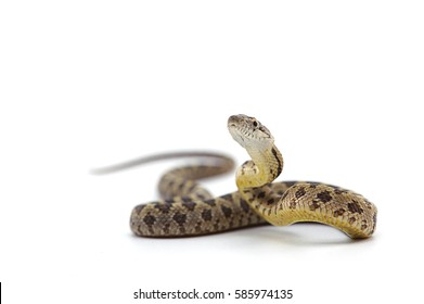 rat snake attack pose isolated on white background