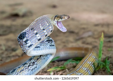 Rat snake attack pose on ground in forest. Snake is attacking the victim. Viper, venomous and poisonous snake. - Image