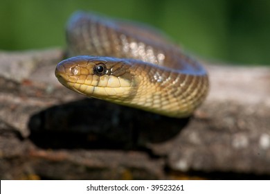 Rat Snake (Elaphe Longissima)