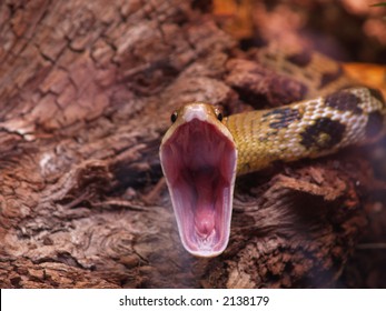 Rat Snake (Elaphe Taeniura) Ready To Attack