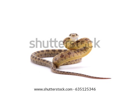 rat snake isolated on white background