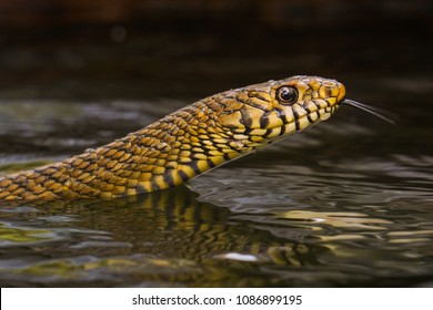 Rat Snake In Water