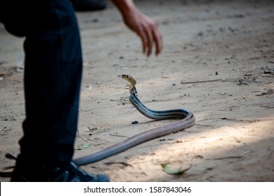 Rat Snakes Yellow Reticulated Python Crawling Stock Photo 1587843046 ...