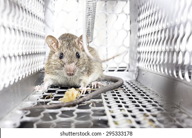 Rat in a spring-trap.