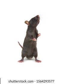 Rat Hind Legs Images Stock Photos Vectors Shutterstock