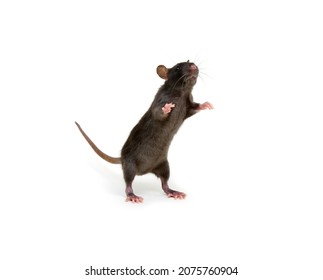 Rat Hind Legs Images Stock Photos Vectors Shutterstock