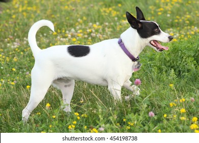 Rat Terrier