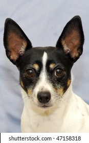 Rat Terrier