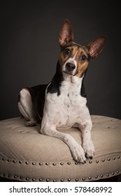 Rat Terrier