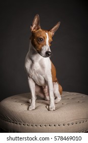 Rat Terrier