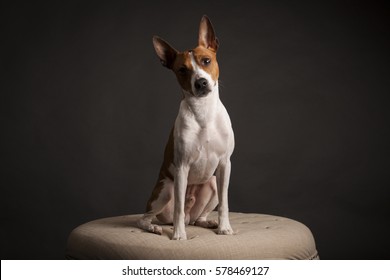 Rat Terrier