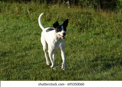 Rat Terrier