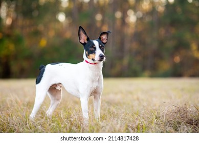 Rat Terrier in a clearing in the woods at sunset. Dog is standing on grass in the sun with trees in the background. Rat terrier portrait at the park.