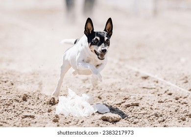 rat terrier dog running lure course sport in the dirt on a sunny summer day