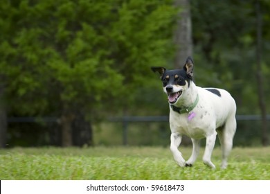 Rat terrier dog trotting through grass