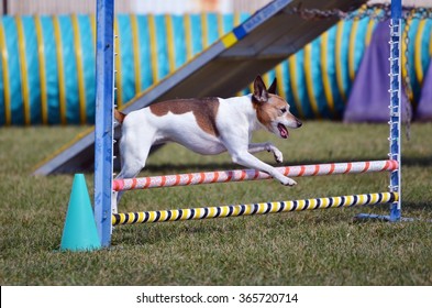 Rat Terrier at Leaping Over a Jump at a Dog Agility Trial
