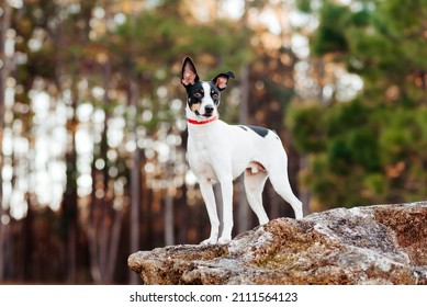 Rat Terrier looking into the camera from a big rock. Dog is standing on the rock with trees in the background. Rat terrier portrait at a park.