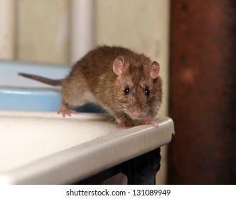 rat in the toilet looking for old water