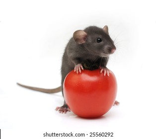 Rat with tomato