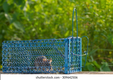 Rat trap - Powered by Shutterstock