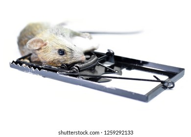 Rat Trapped Dead House Stock Photo 1259292133 | Shutterstock