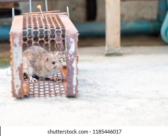 144 Rotten dead rat Images, Stock Photos & Vectors | Shutterstock