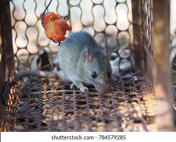 Rat Trapped Trap Cage Trap One Stock Photo 784579285 | Shutterstock