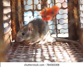 Rat Cage Mouse Traprat Trap Stock Photo (Edit Now) 1329745790