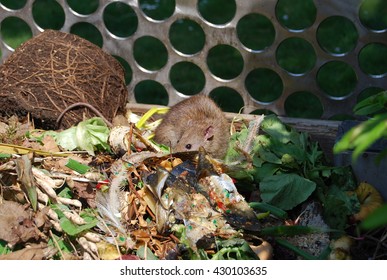 Rat In A Vegetable Garbage Bin