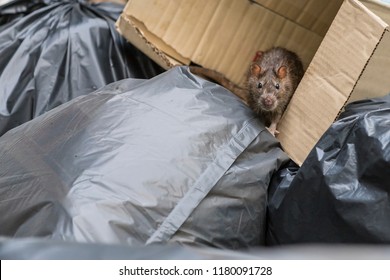 Eine Ratte geht auf einer Müllkippe, um Essen zu essen. Stinkig und feucht. Selektiver Fokus.